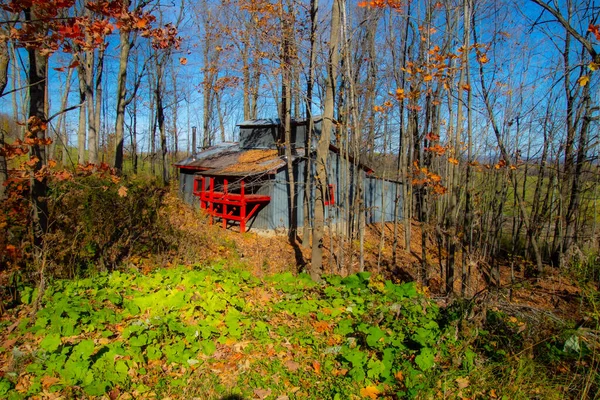 Abandoned Wooden House Forest Bright Sunlight — 图库照片