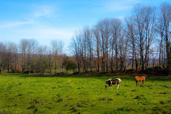 Cavalos Pasto Prado Verde — Fotografia de Stock