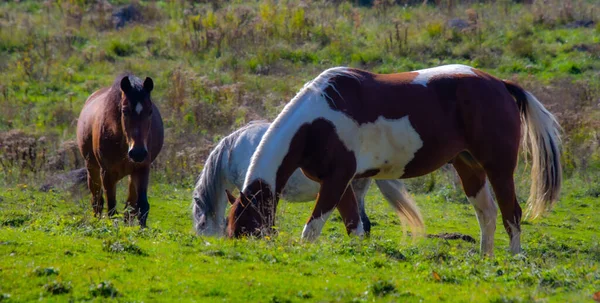 Pferde Auf Der Weide Auf Der Grünen Wiese — Stockfoto