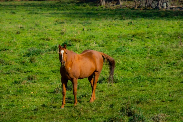 Cheval Dans Pâturage Sur Prairie Verte — Photo