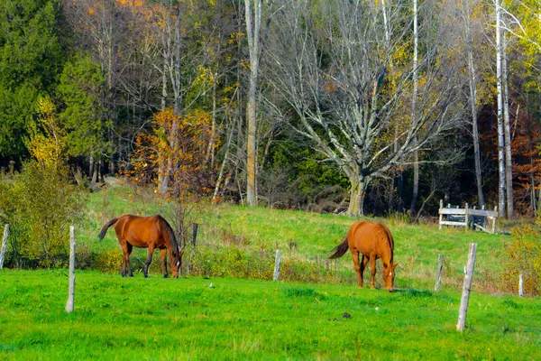 Caballos Pasto Prado Verde —  Fotos de Stock