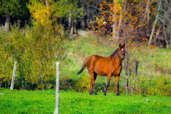 Cheval Dans Pâturage Sur Prairie Verte — Photo