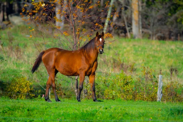 Кінь Пасовищі Зеленому Лузі — стокове фото