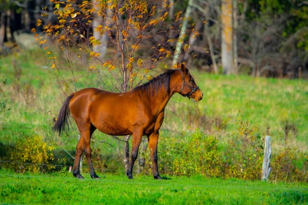 Cavallo Pascolo Sul Prato Verde — Foto Stock