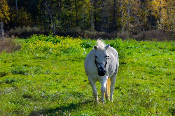 Hermoso Caballo Blanco Campo Verde Luz Del Sol —  Fotos de Stock