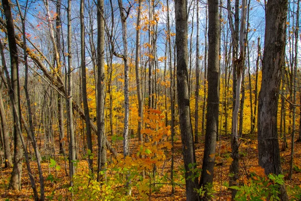 晴れた日の美しい秋の森 — ストック写真