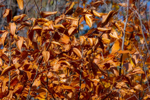 Schöner Herbstwald Einem Sonnigen Tag — Stockfoto