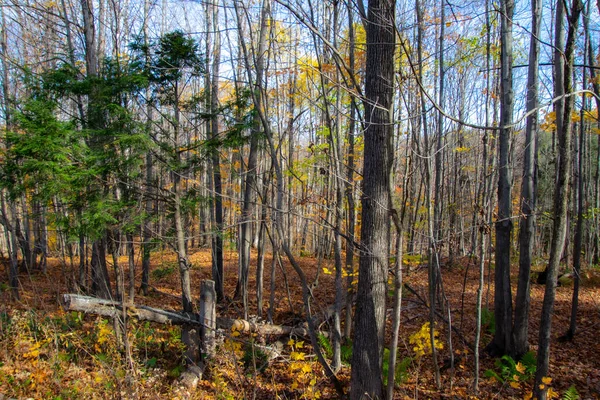 Schöner Herbstwald Einem Sonnigen Tag — Stockfoto