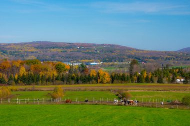 İneklerin gün ışığında çiftlikte otladığı güzel bir manzara.