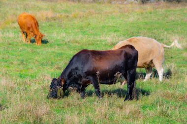 Yeşil alanda otlama inekler