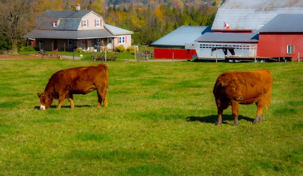 cows grazing on green grass near rural buildings