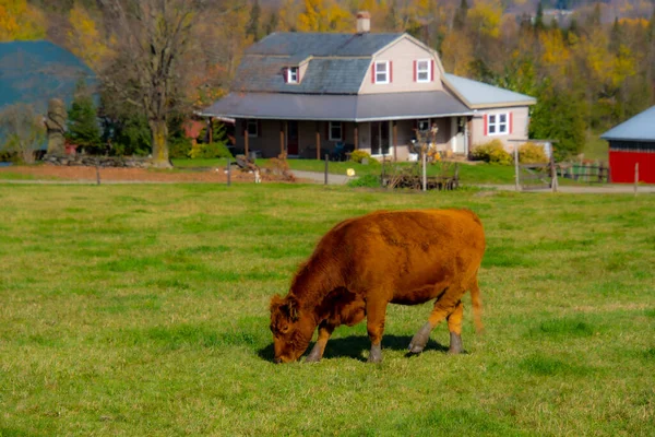 cow grazing on green grass near rural buildings