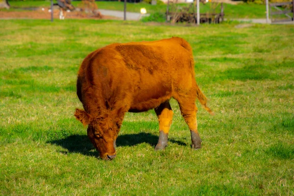 Pastoreio Vacas Campo Verde — Fotografia de Stock