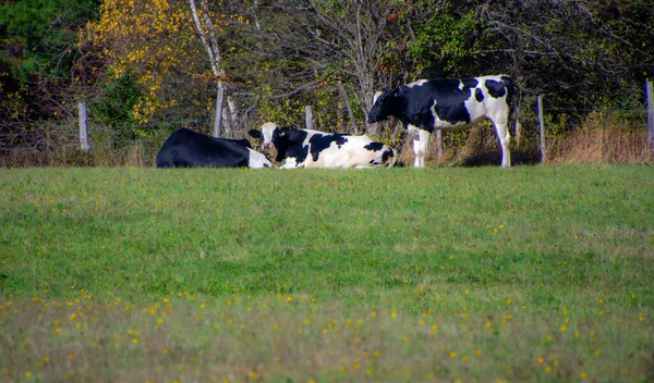 Vacas Pastando Campo Verde — Fotografia de Stock