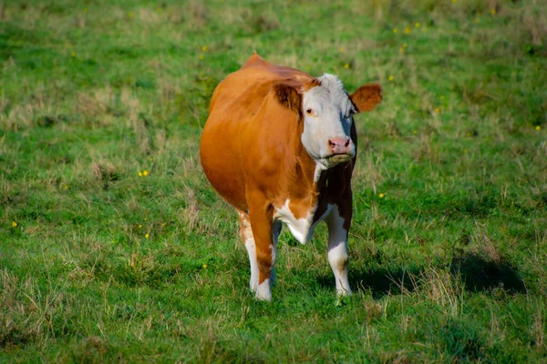 Cow Grazing Green Field — Stock Photo, Image