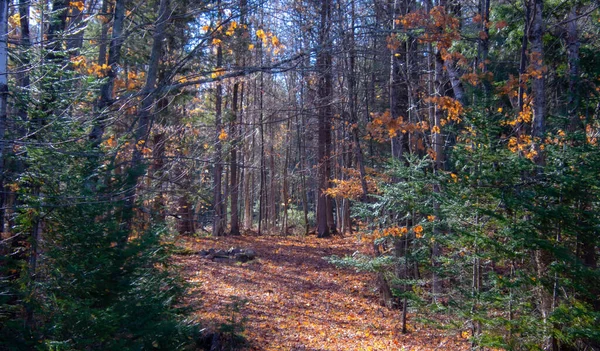 Foresta Autunnale Mattinata Soleggiata — Foto Stock