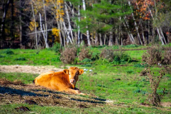 Kahverengi Inek Yeşil Alanda Yatıyor — Stok fotoğraf