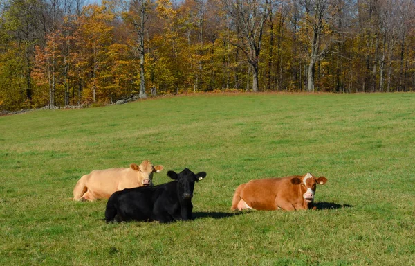 緑のフィールドに放牧する牛 — ストック写真