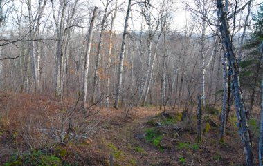 Ormanda ağaçlar, sonbahar mevsimi