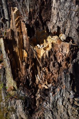 Ormandaki bir ağacın kabuğu, yaklaş