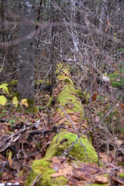 Ağaçlar, ormandaki yosunlarla kaplanmış.
