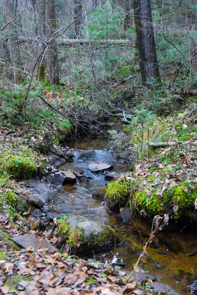 Pequeno Riacho Que Flui Floresta — Fotografia de Stock