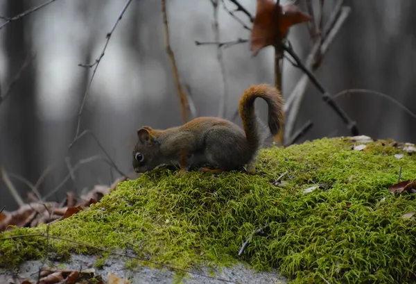 Das Eichhörnchen Wald — Stockfoto