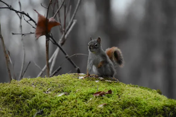 Scoiattolo Una Foresta — Foto Stock