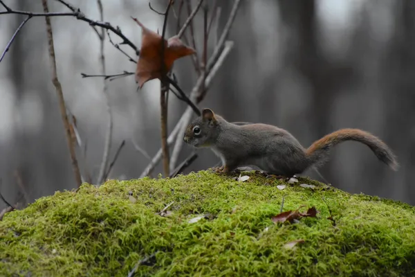 Das Eichhörnchen Wald — Stockfoto