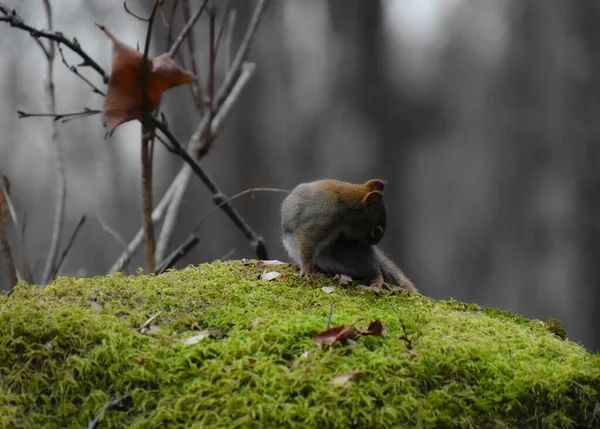 Das Eichhörnchen Wald — Stockfoto