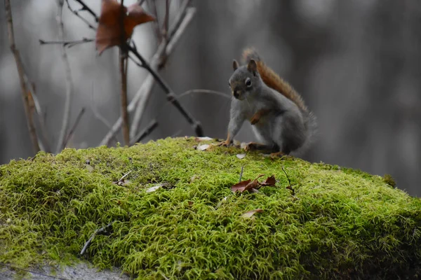 Scoiattolo Una Foresta — Foto Stock