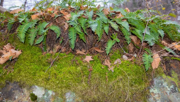 Muschio Verde Nella Foresta Fogliame Felce Sullo Sfondo Rocce — Foto Stock