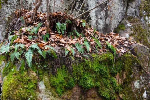 Groen Mos Het Bos Varen Gebladerte Achtergrond Van Rotsen — Stockfoto