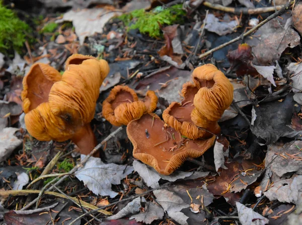 秋天的森林蘑菇 苔藓和树叶 — 图库照片