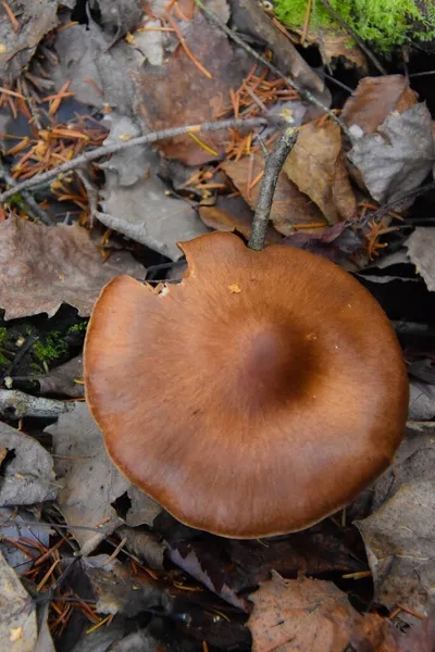 用落叶把蘑菇的近照贴在地上 — 图库照片