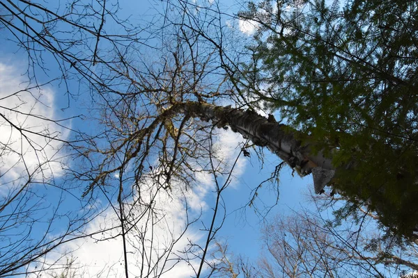 林の樹木の低角度のビュー — ストック写真