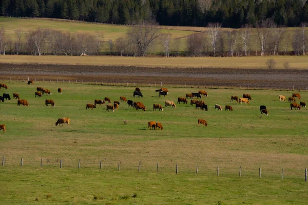 Vacas Pastando Campo Verde — Foto de Stock