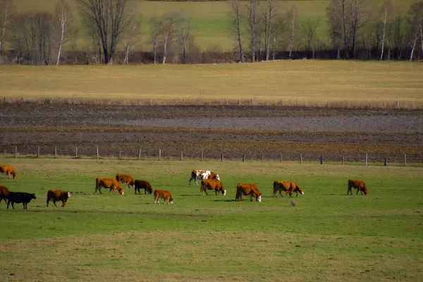 Vacas Pastando Campo Verde —  Fotos de Stock