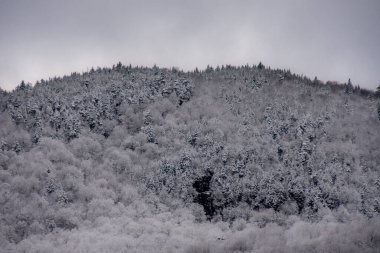 Kış manzarası, dağlardaki ağaçlar