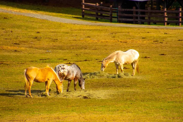 牧草地の牧草地にいる馬は — ストック写真