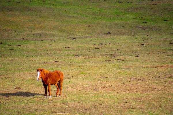 Koń Pastwisku Zielonej Łące — Zdjęcie stockowe