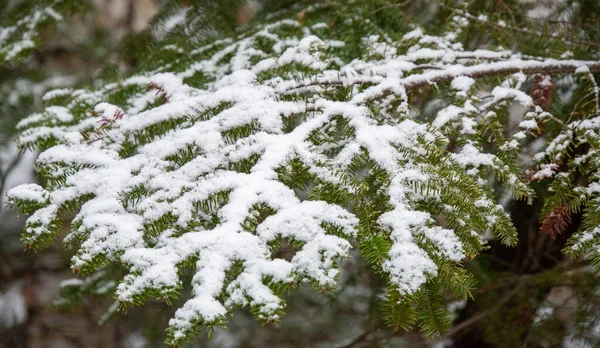 Hermoso Bosque Invierno Picea Con Nieve —  Fotos de Stock