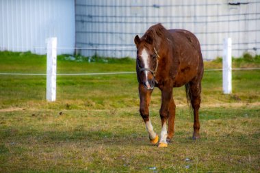 Çiftlik otlağında güzel kahverengi at