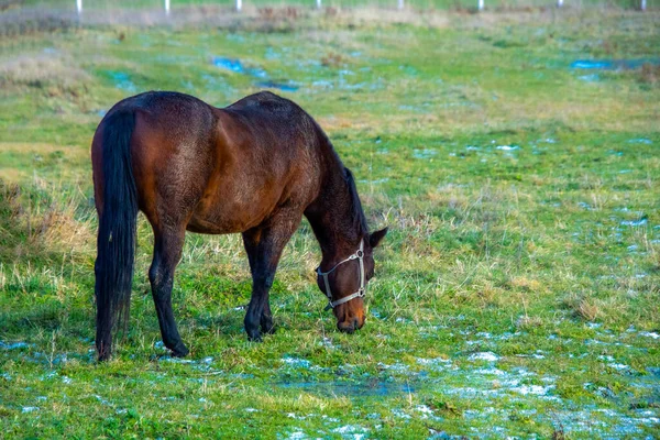 Gyönyörű Barna Gazdaság Legelőjén — Stock Fotó