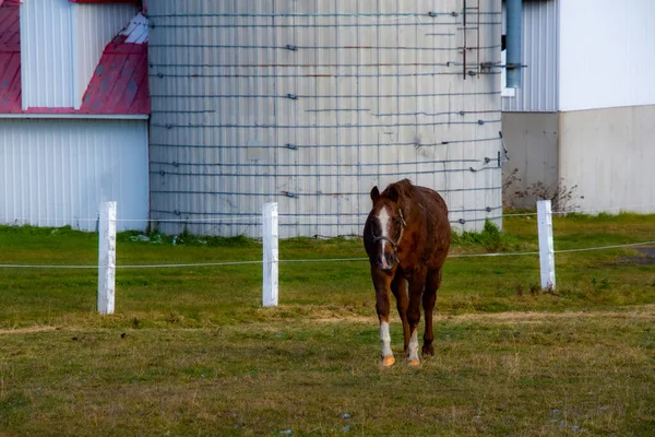 牧場の美しい茶色の馬 — ストック写真