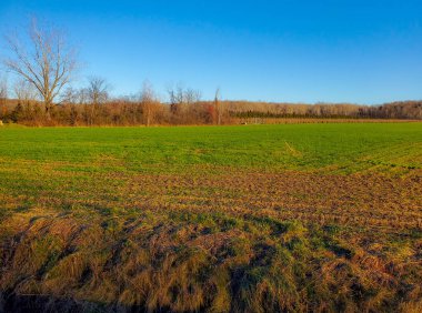 Mavi gökyüzünün altında tarım arazisi olan güzel bir manzara.