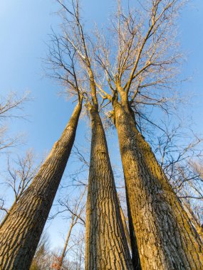 Sonbahar ormanındaki ağaçlar.