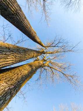 Sonbahar ormanındaki ağaçlar.