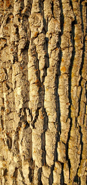 Nahaufnahme Der Baumrinde Textur Hintergrund — Stockfoto