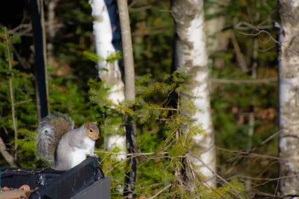 Niedliches Eichhörnchen Mit Grün Auf Dem Hintergrund Sonnenlicht — Stockfoto